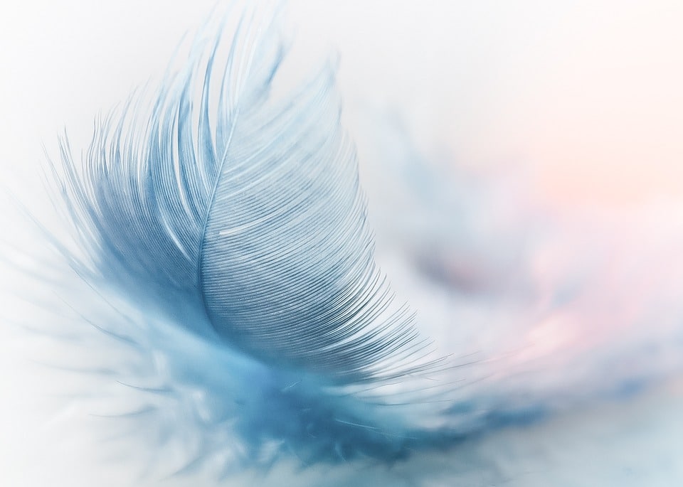 Plume Harmonido